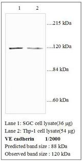 CD144 / CDH5 / VE Cadherin Antibody