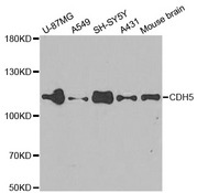 CD144 / CDH5 / VE Cadherin Antibody - Western blot analysis of extracts of various cell lines.