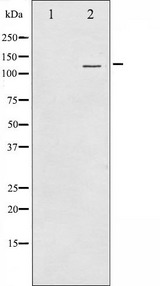 CD144 / CDH5 / VE Cadherin Antibody - Western blot analysis of VE-Cadherin expression in Jurkat whole cells lysates. The lane on the left is treated with the antigen-specific peptide.