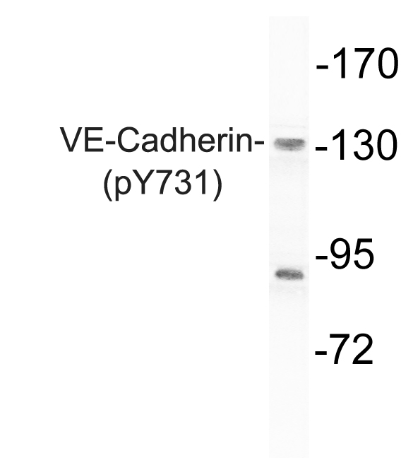 CD144 / CDH5 / VE Cadherin Antibody - Western blot of p-VE-Cadherin (Y731) pAb in extracts from HepG2 cells treated with Na3VO4.