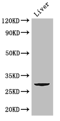 CD151 Antibody - Positive WB detected in:Mouse liver tissue;All lanes: CD151 antibody at 2.8ug/ml;Secondary;Goat polyclonal to rabbit IgG at 1/50000 dilution;Predicted band size: 29 kDa;Observed band size: 29 kDa;