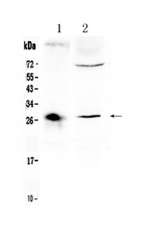 CD151 Antibody - Western blot - Anti-CD151 Picoband Antibody