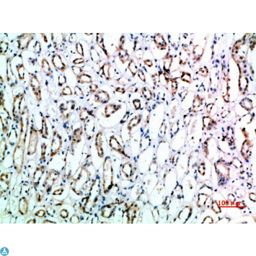 CD151 Antibody - Immunohistochemical analysis of paraffin-embedded human-kidney, antibody was diluted at 1:200.