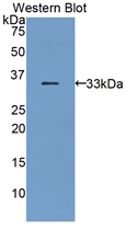 CD157 Antibody - Western Blot; Sample: Recombinant protein.