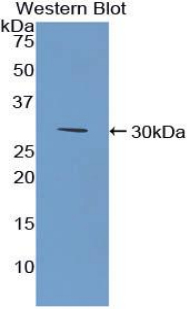 CD157 Antibody - Western blot of recombinant CD157.  This image was taken for the unconjugated form of this product. Other forms have not been tested.