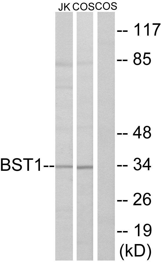 CD157 Antibody - Western blot analysis of lysates from COS7 and Jurkat cells, using BST1 Antibody. The lane on the right is blocked with the synthesized peptide.