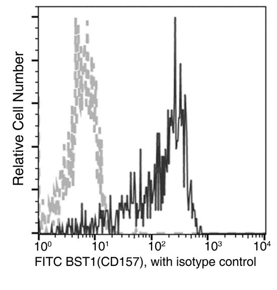 CD157 Antibody - Flow cytometric analysis of Human BST1(CD157) expression on human whole blood monocytes. Cells were stained with FITC-conjugated anti-Human BST1(CD157). The fluorescence histograms were derived from gated events with the forward and side light-scatter characteristics of viable monocytes.