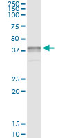 CD157 Antibody - Immunoprecipitation of BST1 transfected lysate using anti-BST1 monoclonal antibody and Protein A Magnetic Bead, and immunoblotted with BST1 rabbit polyclonal antibody.
