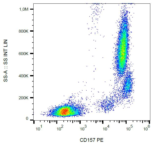 CD157 Antibody - Surface staining of human peripheral blood leukocytes with anti-human CD157 (SY11B5) PE. 