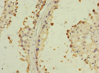 CD157 Antibody - Immunohistochemistry of paraffin-embedded human testis tissue at dilution 1:100