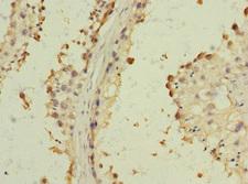 CD157 Antibody - Immunohistochemistry of paraffin-embedded human testis tissue at dilution 1:100