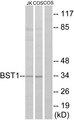 CD157 Antibody - Western blot analysis of extracts from Jurkat cells and COS cells, using BST1 antibody.