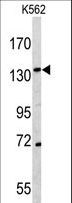 CD163 Antibody - Western blot of CD163 antibody in K562 cell line lysates (35 ug/lane). CD163 (arrow) was detected using the purified antibody.