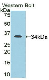 CD163 Antibody - Western blot of recombinant CD163.  This image was taken for the unconjugated form of this product. Other forms have not been tested.