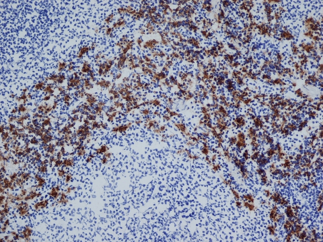 CD163 Antibody - Immunohistochemistry of acetone fixed, cryostat sectioned rat spleen with Mouse anti-Rat CD163