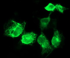 CD163 Antibody - Anti-CD163 mouse monoclonal antibody immunofluorescent staining of COS7 cells transiently transfected by pCMV6-ENTRY CD163.