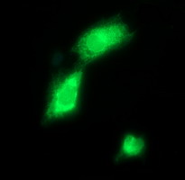 CD163 Antibody - Anti-CD163 mouse monoclonal antibody immunofluorescent staining of COS7 cells transiently transfected by pCMV6-ENTRY CD163.