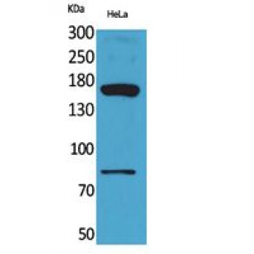CD163L1 / SCART1 Antibody - Western blot of CD163b antibody