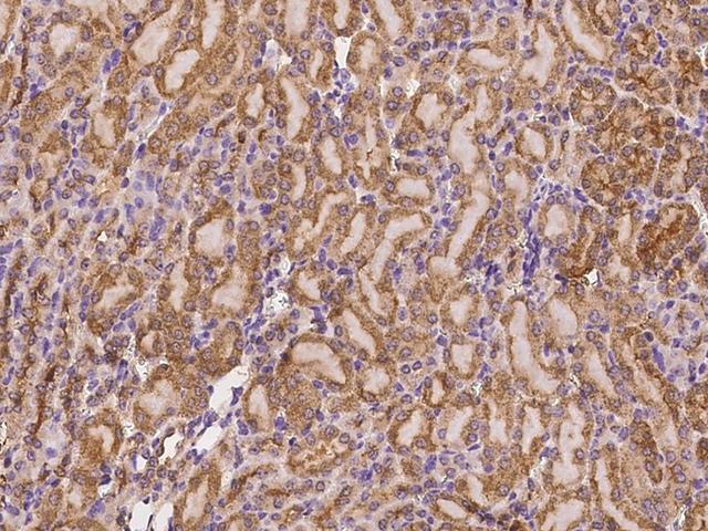 CD164 Antibody - Immunochemical staining of mouse Cd164 in mouse kidney with rabbit polyclonal antibody at 1:100 dilution, formalin-fixed paraffin embedded sections.