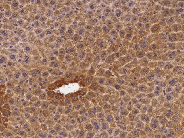 CD164 Antibody - Immunochemical staining of mouse Cd164 in mouse liver with rabbit polyclonal antibody at 1:100 dilution, formalin-fixed paraffin embedded sections.