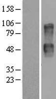 CD164 Protein - Western validation with an anti-DDK antibody * L: Control HEK293 lysate R: Over-expression lysate