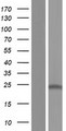 CD164L2 Protein - Western validation with an anti-DDK antibody * L: Control HEK293 lysate R: Over-expression lysate
