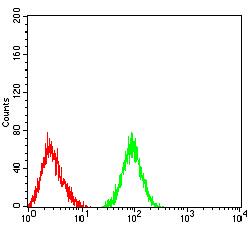 CD177 Antibody - Flow cytometric analysis of HL-60 cells using CD177 mouse mAb (green) and negative control (red).