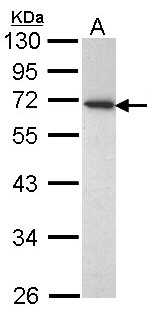 CD177 Antibody - Sample (30 ug of whole cell lysate). A: H1299. 10% SDS PAGE. CD177 antibody diluted at 1:1000. 