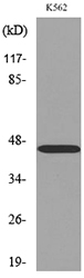 CD177 Antibody - Western blot analysis of lysate from K562 cells, using CD177 Antibody.