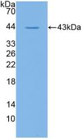 CD19 Antibody - Western Blot; Sample: Recombinant CD19, Human.