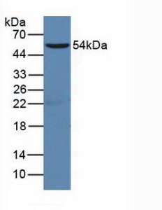 CD19 Antibody - Western Blot; Sample:Human Raji Cells.