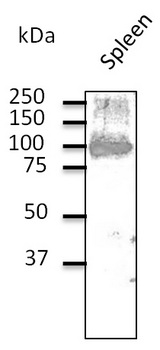 CD19 Antibody - Western blot. Endogenous CD19 detected with CD19 antibody at 1:500 dilution. Lysate at 100 ug per lane and rabbit polyclonal to goat IgG (HRP) at 1:10000 dilution.