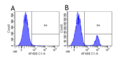CD19 Antibody - Flow-cytometry on human lymphocytes.