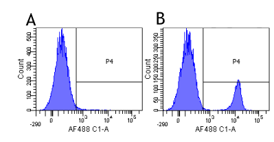 CD19 Antibody - Flow-cytometry on human lymphocytes.
