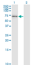 CD19 Antibody - Western Blot analysis of CD19 expression in transfected 293T cell line by CD19 monoclonal antibody (M01), clone 1G3.Lane 1: CD19 transfected lysate(61.1 KDa).Lane 2: Non-transfected lysate.