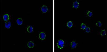 CD19 Antibody - Immunofluorescence of HL-60(left) and K562 (right) cells using CD19 mouse monoclonal antibody (green). Blue: DRAQ5 fluorescent DNA dye.