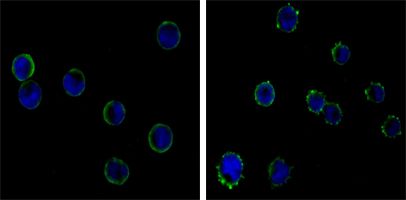 CD19 Antibody - CD19 Antibody in Immunofluorescence (IF)