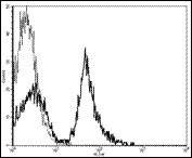 CD19 Antibody - Staining of mouse splenocytes with staining buffer (autofluorescence) (light histogram) or 0.5 ug FITC anti-mouse CD19 (MB19-1). Total viable cells were used for analysis. This image was taken for the unconjugated form of this product. Other forms have not been tested.