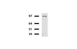 CD19 Antibody - Western blot of cell lysates. (35ug) from Jurkat. Diluation: 1:500