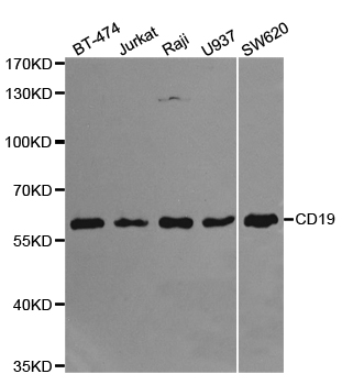 CD19 Antibody - Western blot analysis of extracts of various cell lines.