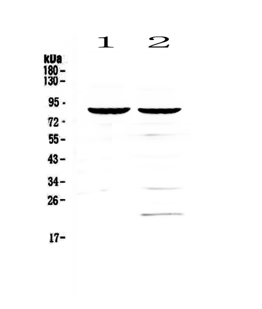CD19 Antibody - Western blot - Anti-CD19 Picoband antibody