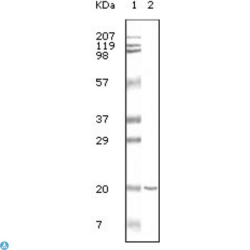 CD19 Antibody - Western Blot (WB) analysis using CD19 Monoclonal Antibody against CD19 recombinant protein.