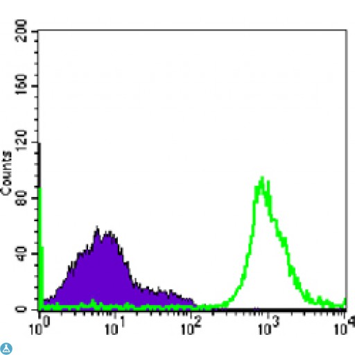 CD19 Antibody - Immunofluorescence (IF) analysis of HL-60(left) and K562 (right) cells using CD19 Monoclonal Antibody (green). Blue: DRAQ5 fluorescent DNA dye.