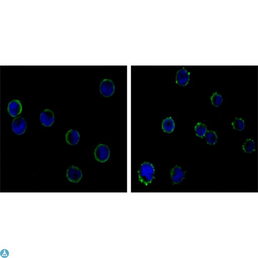 CD19 Antibody - Flow cytometric (FCM) analysis of Raji cells using CD19 Monoclonal Antibody (green) and negative control (purple).