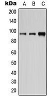 CD19 Antibody - Western blot analysis of CD19 (pY531) expression in HeLa EGF-treated (A); Raw264.7 EGF-treated (B); H9C2 EGF-treated (C) whole cell lysates.