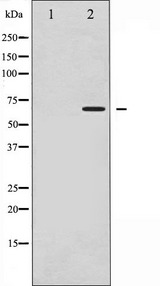 CD19 Antibody - Western blot analysis of CD19 phosphorylation expression in Serum treated COS7 whole cells lysates. The lane on the left is treated with the antigen-specific peptide.
