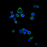 CD1A Antibody - Immunofluorescence of RAJI cells using CD1A mouse monoclonal antibody (green). Blue: DRAQ5 fluorescent DNA dye.
