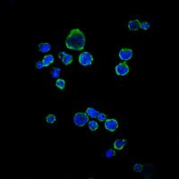 CD1A Antibody - CD1a Antibody in Immunofluorescence (IF)