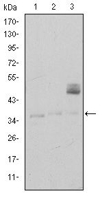 CD1A Antibody - CD1a Antibody in Western Blot (WB)
