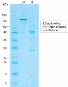 CD1A Antibody - SDS-PAGE Analysis of Purified CD1a Rabbit Recombinant Monoclonal Antibody (C1A/1506R). Confirmation of Purity and Integrity of Antibody.